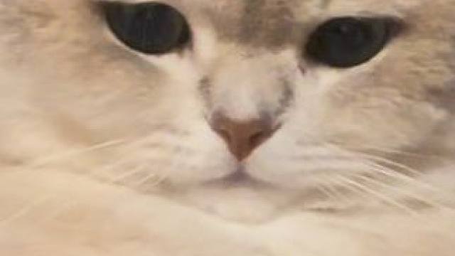 不是 我也妹惹他啊#小猫日记