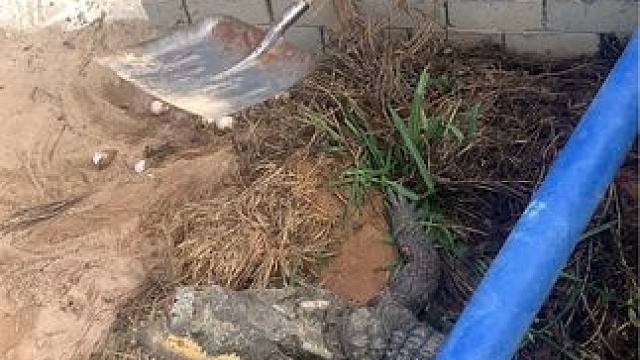 正常捡鳄鱼蛋，没有任何虐待