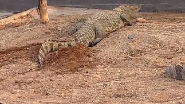 别人杀鸡取卵，我这可难多了！ #鳄鱼 #鳄珍 #农村生活