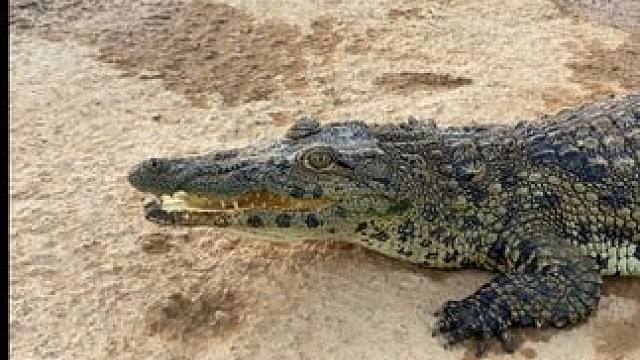 精选国产鳄鱼皮带！ #鳄鱼 #鳄珍 #鳄鱼皮带 #皮带 #成熟男人