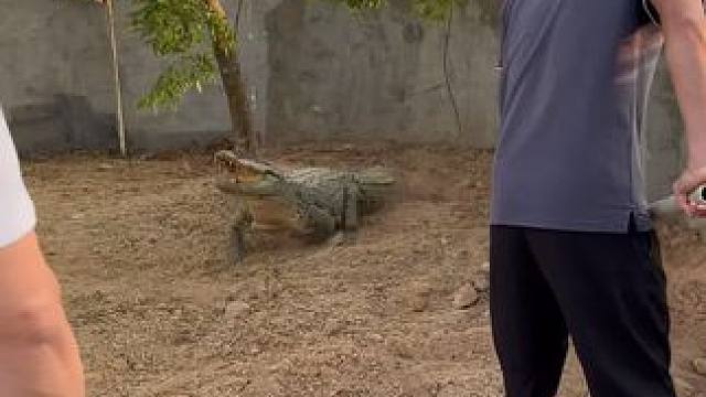 又来一条凶鳄！ #鳄鱼 #鳄珍 #农村生活