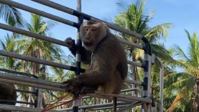 打工猴集体等活中… #国外视频分享 #猴子成精 #打工猴