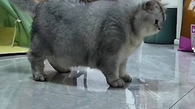 蛋蛋今晚还会倒车？厉害！ 