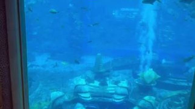 #一起看看海底世界 #蓝色治愈系 来亚特兰蒂斯啦