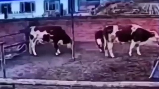 这才是出生牛犊天不怕地不怕