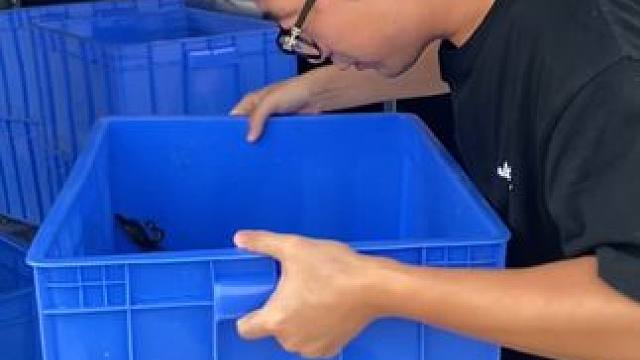 让鳄鱼的力量与野性融入你的生活！ #鳄鱼 #鳄珍 #鳄鱼皮带 #皮带