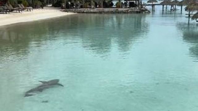 护士鲨 #国外视频分享 #海洋生物 #好大一条鱼