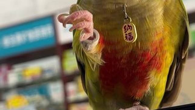 偷吃我的维生素E#小太阳鹦鹉 #我的萌宠 #成精的萌宠