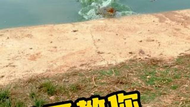 你说你好好的惹它干嘛 #鳄鱼养殖场 #鳄鱼 #挑逗 #鳄珍