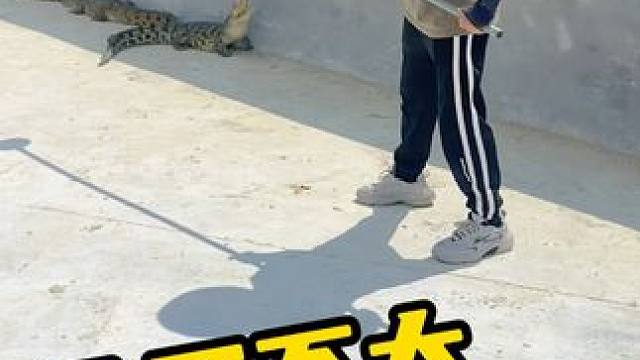 鳄鱼：有种用脚来赶我 #鳄鱼 #鳄鱼养殖场 #鳄珍