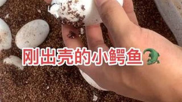 新生命诞生啦，小鳄鱼#鳄鱼养殖场