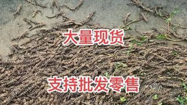 这小鳄鱼跟蚂蚁一样#鳄鱼养殖场