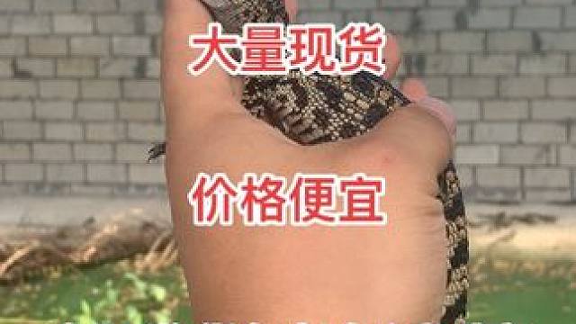 小鳄鱼大量现货，当天下单当天发货#鳄鱼养殖场