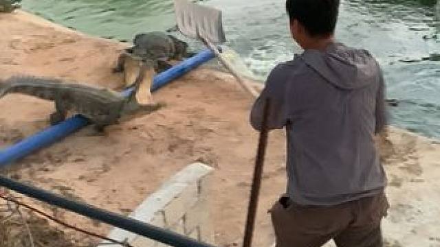 这鳄鱼还会跳哦，难得一见