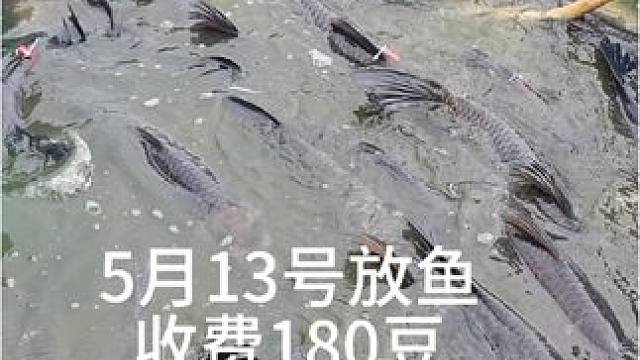 反正我一个人去钓鱼就咔咔狂拉！#夏天就是要去钓大鱼 #钓鱼 #2024d