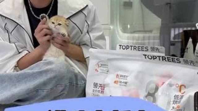 猫咪不能喝纯牛奶哦 #金渐层 #猫咪找家长 #领先烘焙猫粮 #领先换我上厂