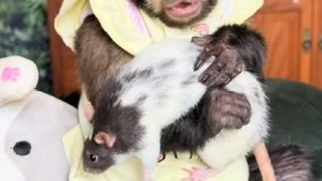 #国外视频分享 #奇妙的动物 #宠物