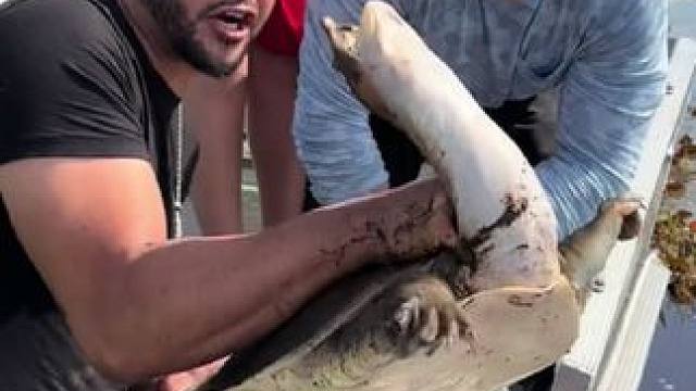 #国外视频分享 #野生动物零距离 #奇妙的动物