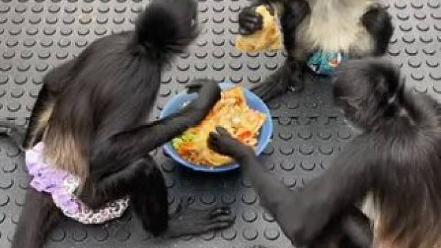 宠物蜘蛛猴吃大餐 #国外视频分享 #奇妙的动物 #猴子成精