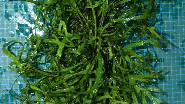 推荐几款不需要二氧化碳也能养的阴性水草