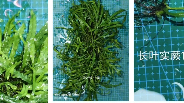 鱼缸和虾缸的绝好搭配--阴性水草