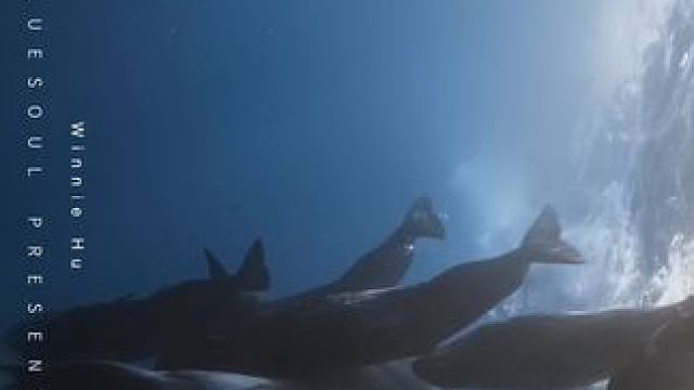 深海里的对视
拍摄：Winnie Hu
拍摄：BlueSoul
#水下拍摄 #画面太美 