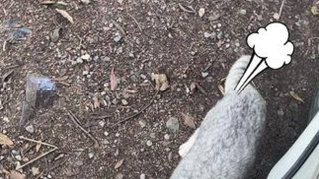 每天被一只猫守护着的快乐谁懂啊#小院时光 #营地 #休闲度假 #奇妙的动物 #户外生活