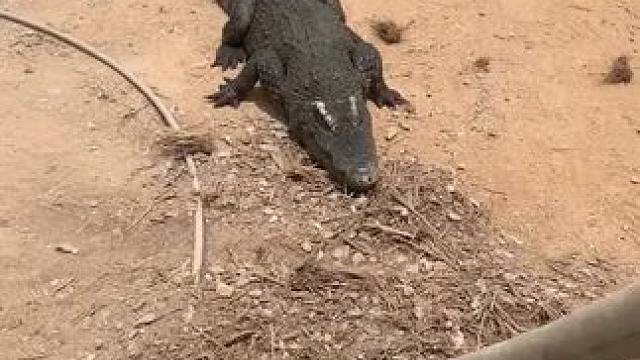 我又没打你干嘛朝着我来