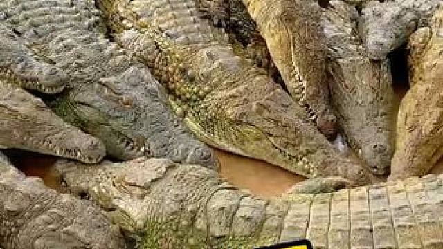 在叠高一点就跑出来了喔 #鳄鱼 #鳄鱼养殖场 #现场实拍 #鳄珍