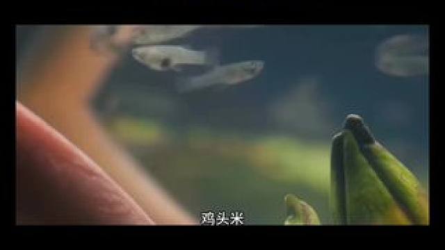 鸡头米#地方特色美食 #饮食文化 #美食