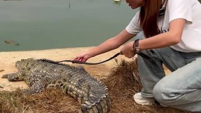 这是一款你喜欢的鳄鱼皮带！ #鳄鱼 #鳄珍 #鳄鱼皮带