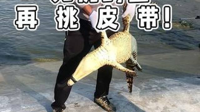 先挑鳄鱼再挑皮带！ #鳄鱼 #鳄珍 #鳄鱼皮带 #鳄鱼皮鞋