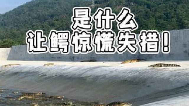 鳄鱼也怕的家伙！ #鳄鱼 #鳄珍 #鳄鱼皮带 #鳄鱼皮鞋