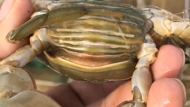 爆膏膏蟹顶爆了