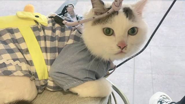 下辈子做个猫吧。