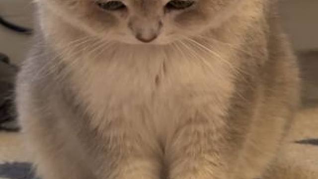 小白 你回来啦#小猫日记