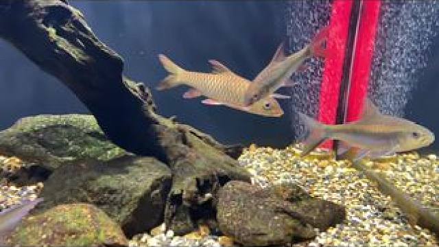 巴拉巴拉#红吉罗 #t流域哥拉巴拉 #蓝吉罗 #吉罗鱼 #原生鱼