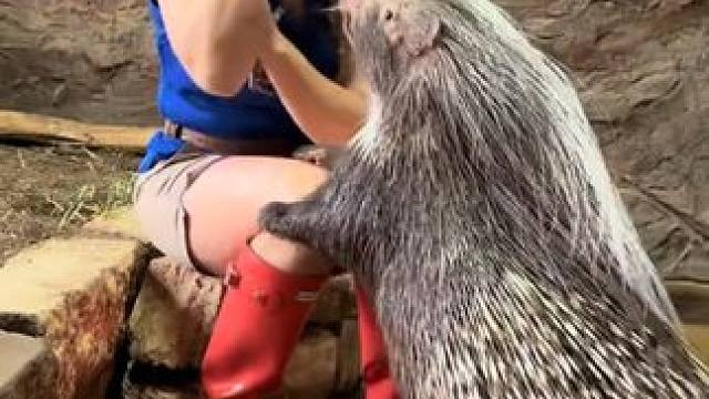 听说这玩意会暴雨梨花针#国外视频分享 #野生动物零距离 #豪猪