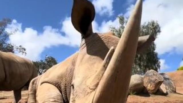 让它顶一下不得直接起飞啊 #国外视频分享 #野生动物零距离 #犀牛