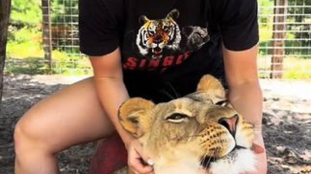 #国外视频分享 #奇妙的动物 #狮子