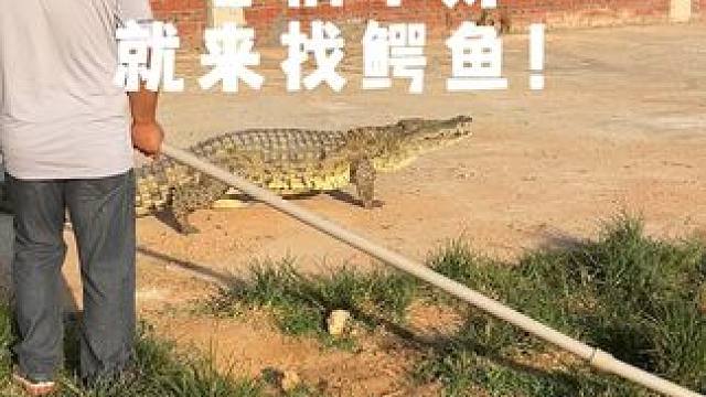 心情不好，就来找鳄鱼！ #鳄鱼 #鳄珍 #鳄鱼皮带