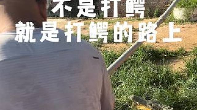 不是在打鳄就是在打鳄的路上！ #鳄鱼 #鳄珍 #鳄鱼皮带