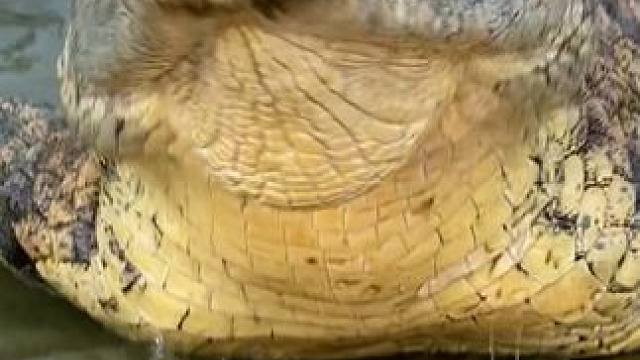 当饲养员才是打工人的终极理想 #鳄鱼 #鳄珍 #鳄鱼皮鞋