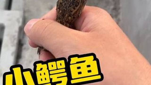 给小鳄鱼搬新家 #鳄鱼 #鳄鱼养殖场 #可爱 #鳄珍