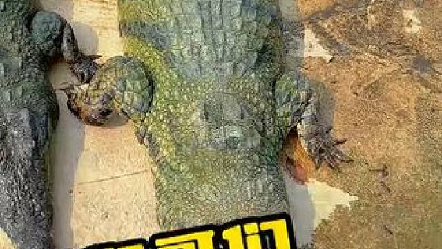 哥们哥们买皮带吗哥们 #鳄鱼 #鳄鱼养殖场 #鳄珍#史前巨兽