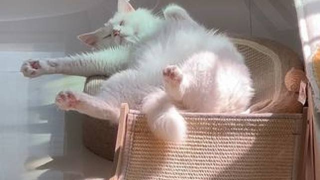 有的猫明明是最后来这个家的 但是松弛感超绝#狮子猫 #流浪猫