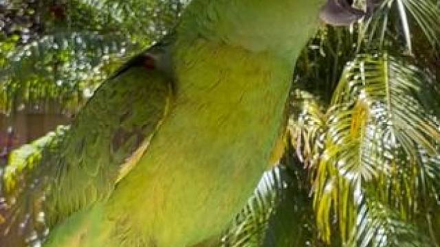 一只会唱歌的鹦鹉 #国外视频分享 #奇妙的动物 #宠物