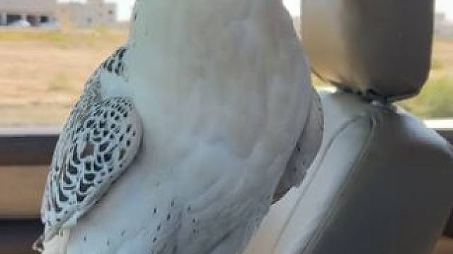 阿拉伯土豪的海东青 #国外视频分享 #奇妙的动物 #宠物