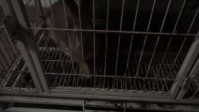 喵喵，你可以吃可颂面包#动物的迷惑行为 #它真的好像个小宝宝 #兔兔这么可爱 #兔子 #猫猫祟祟