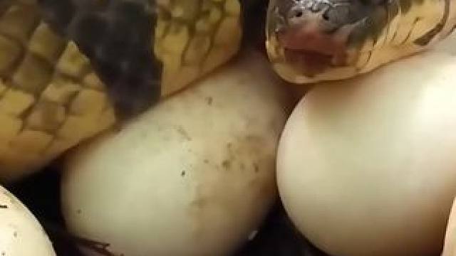 在森林里遇到蛇，用蛋辣煮螃蟹很好吃